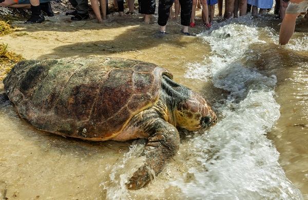 Rescued. Rehabilitated. Released: 70-80-year-old, 270-pound turtle, Timmy, goes home - by Florida Keys & Key West